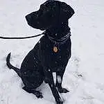 Dog, Dog breed, Canidae, Snow, Labrador Retriever, Carnivore, Patterdale Terrier, Winter, Snout, Beagador, Hunting Dog, Retriever, Rare Breed (dog), Borador