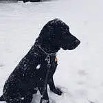 Dog, Canidae, Snow, Dog breed, Carnivore, Winter, Curly Coated Retriever, Labrador Retriever, Flat-coated Retriever, Hunting Dog, Retriever