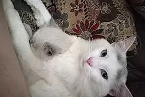 Persian Cat Hickory