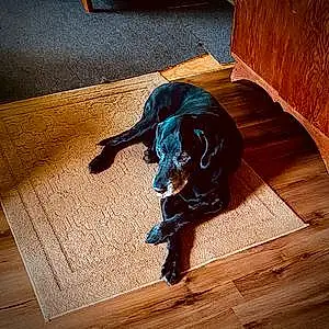 Labrador Retriever Dog Mason