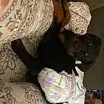 Dog, Textile, Comfort, Shelf, Purple, Tree, Linens, Pattern, Visual Arts, House, Bookcase, Room, Human Leg, Bedding, Tattoo, Companion dog, Motif, Dog breed, Shelving