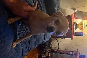 Chihuahua Dog Peanut