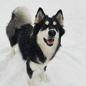 Name Alaskan Malamute Dog Cami