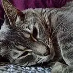 Cat, Felidae, Carnivore, Small To Medium-sized Cats, Whiskers, Grey, Comfort, Snout, Furry friends, Domestic Short-haired Cat, Paw, Nap, Terrestrial Animal, Claw, Cat Supply