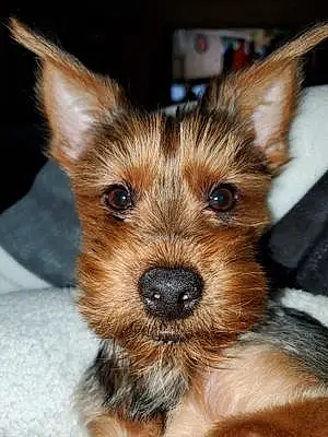 Name Yorkshire Terrier Dog Ford