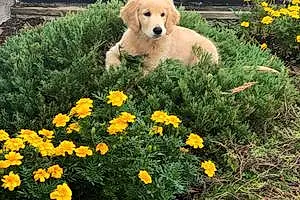 Name Golden Retriever Dog Brewster