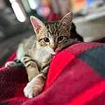Cat, Felidae, Small To Medium-sized Cats, Carnivore, Whiskers, Comfort, Snout, Tree, Domestic Short-haired Cat, Furry friends, Claw, Sitting, Terrestrial Animal, Paw, Linens, Magenta, Cat Supply
