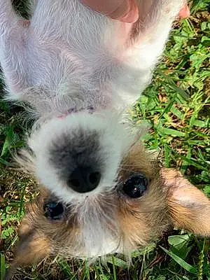 Name Chihuahua Dog Jovie