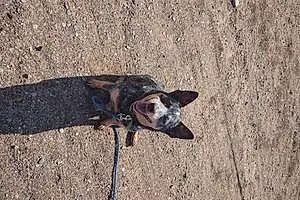 Name Australian cattle dog Dog Korra