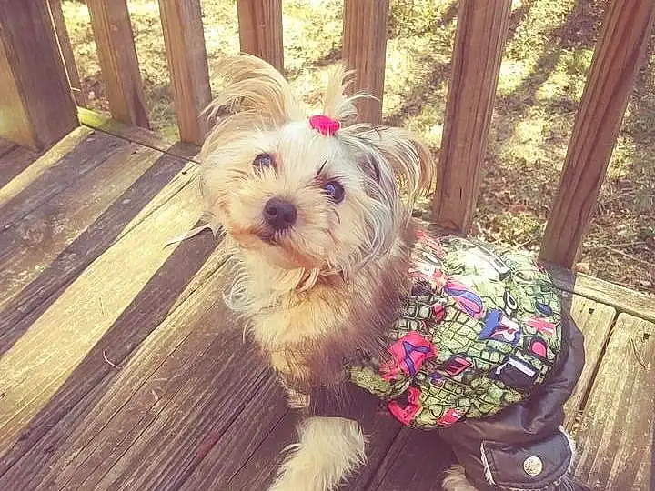 Dog, Plant, Carnivore, Wood, Dog breed, Fawn, Companion dog, Fence, Dog Supply, Toy Dog, Grass, Dog Clothes, Small Terrier, Terrier, Hardwood, Deck, Canidae, Tail
