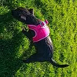 Dog, Carnivore, Dog breed, Sunlight, Grass, Companion dog, Collar, Fawn, Working Animal, People In Nature, Groundcover, Pet Supply, Plant, Shrub, Tail, Leash, Lawn, Dog Collar, Dog Supply