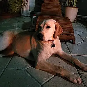Name Labrador Retriever Dog Belle