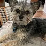 Dog, Dog breed, Carnivore, Dog Supply, Working Animal, Companion dog, Fawn, Toy Dog, Snout, Small Terrier, Terrier, Furry friends, Liver, Yorkipoo, Whiskers, Wood, Canidae, Terrestrial Animal, Biewer Terrier