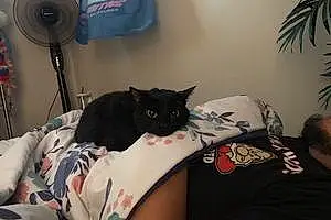 Bombay Cat Pandora