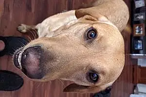 Name Labrador Retriever Dog Jethro