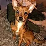 Dog, Dog breed, Canidae, Carnivore, Pražský Krysařík, Chihuahua, Russkiy Toy, Snout, English Toy Terrier, Corgi-chihuahua, Miniature Pinscher, Companion dog, Puppy, Fawn, Toy Dog, Toy Fox Terrier, Whiskers