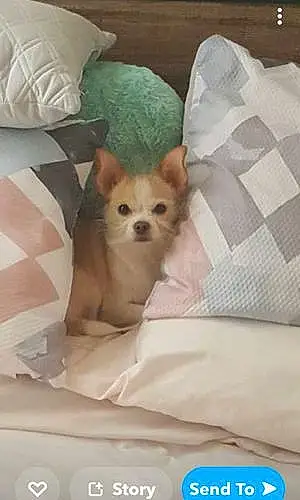 Name Chihuahua Dog Hazel