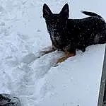 Dog, Snow, Dog breed, Carnivore, Fawn, Snout, Freezing, Tail, Winter, Canidae, Terrestrial Animal, Liver, Working Animal, Working Dog, Furry friends, Non-sporting Group, Toy Dog