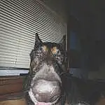 Dog, Jaw, Carnivore, Dog breed, Whiskers, Working Animal, Fang, Snout, Companion dog, Foot, Canidae, Paw, East-european Shepherd, Furry friends, Guard Dog, Working Dog, Claw, Terrestrial Animal, Darkness
