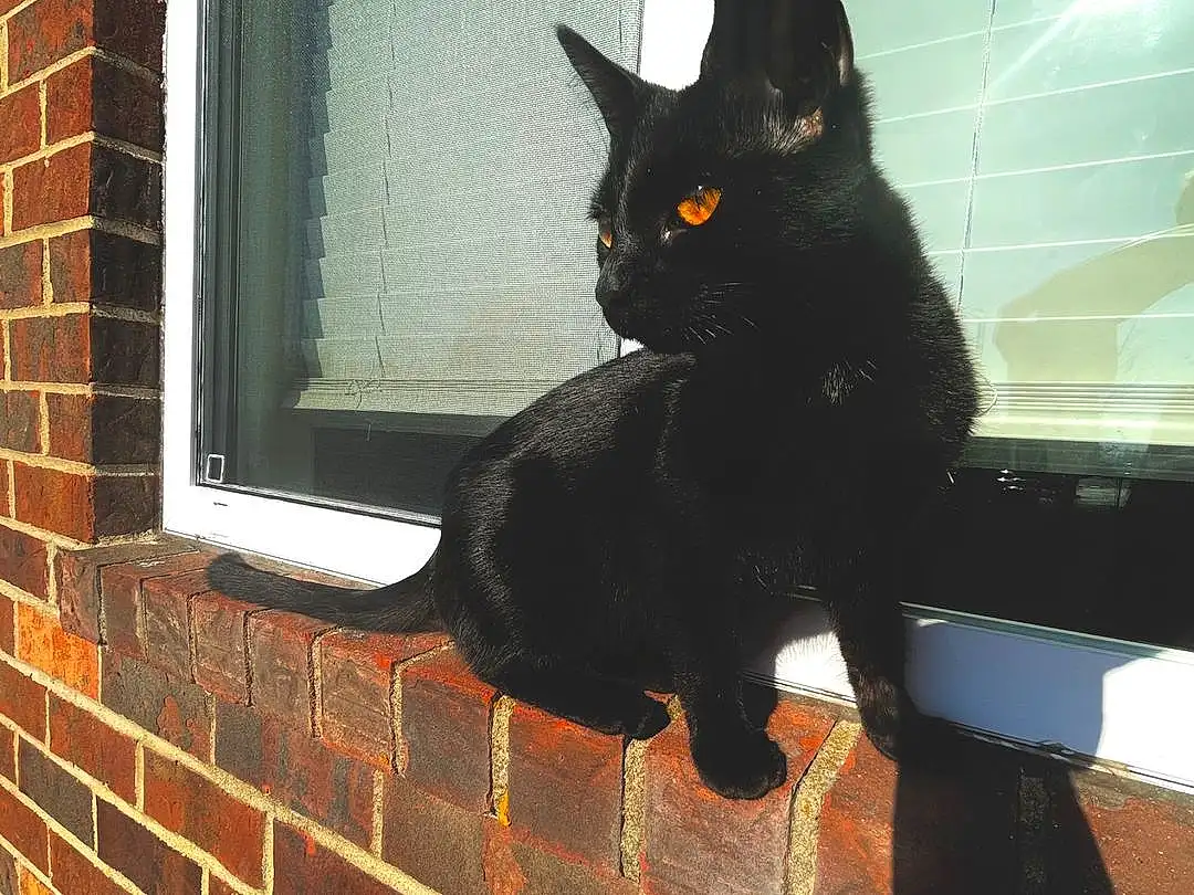 Cat, Window, Felidae, Small To Medium-sized Cats, Carnivore, Bombay, Whiskers, Brickwork, Brick, Fixture, Snout, Tints And Shades, Tail, Plant, Black cats, Wood, Stairs, Furry friends, Domestic Short-haired Cat, Sash Window