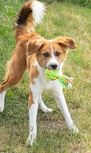 Name Beagle Dog Cece
