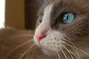 Name Burmese Cat Archibald