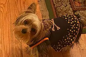 Name Yorkshire Terrier Dog Cassidy
