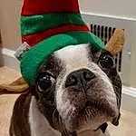 Dog, Party Hat, Dog breed, Green, Hat, Carnivore, Working Animal, Ear, Bulldog, Collar, Companion dog, Fedora, Fawn, Costume Hat, Dog Supply, Whiskers, Snout, Dog Collar, Canidae