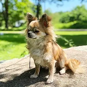 Name Chihuahua Dog Hans