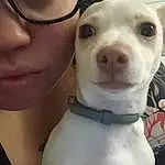 Nose, Dog, Vision Care, Dog breed, Carnivore, Jaw, Ear, Collar, Gesture, Companion dog, Fawn, Cool, Whiskers, Working Animal, Eyewear, Snout, Eyelash, Selfie, Furry friends, Happy
