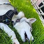 Dog, Grass, Carnivore, Collar, Fawn, Companion dog, Dog breed, Lawn, Snout, Human Leg, Plant, Working Animal, Tail, Whiskers, Carmine, Foot, Pasture, Dog Collar, Goats