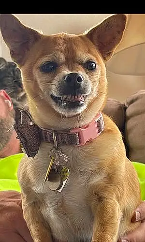 Name Chihuahua Dog Lemon