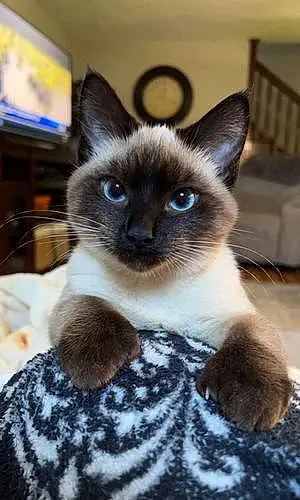 Name Siamese Cat Basil