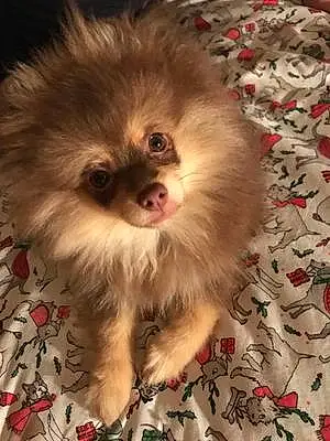 Name Pomeranian Dog Anastasia