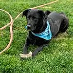 Dog, Plant, Carnivore, Collar, Dog breed, Working Animal, Grass, Companion dog, Dog Collar, Dog Supply, Snout, Tail, Chair, Leash, Lawn, Personal Protective Equipment, Pet Supply, Pasture, Recreation