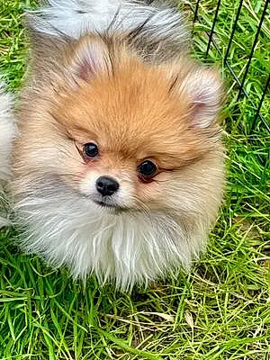 Name Pomeranian Dog Kai