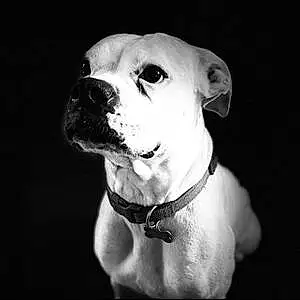 Name Boxer Dog Letty