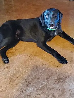 Name Labrador Retriever Dog Boudreaux