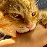 Cat, Felidae, Carnivore, Ear, Small To Medium-sized Cats, Gesture, Eyelash, Fawn, Whiskers, Snout, Nail, Comfort, Close-up, Paw, Domestic Short-haired Cat, Furry friends, Thumb, Claw