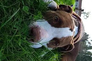 Name Pitt Bull Terrier Dog Axl