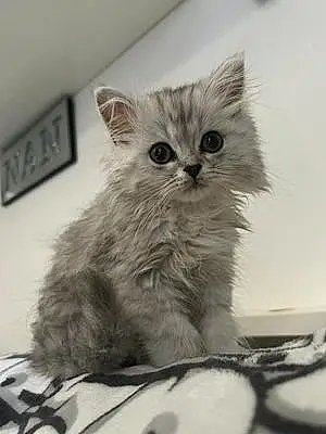 Name Persian Cat Boo