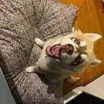 Dog, Jaw, Smile, Felidae, Carnivore, Small To Medium-sized Cats, Dog breed, Whiskers, Fawn, Companion dog, Snout, Toy Dog, Wood, Siberian Husky, Table, Furry friends, Working Animal, Paw, Comfort