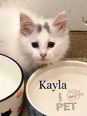 Name  Other Cat Kayla