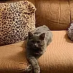 Cat, Felidae, Comfort, Wood, Carnivore, Small To Medium-sized Cats, Grey, Fawn, Whiskers, Tints And Shades, Tail, Tree, Furry friends, Pattern, Linens, Terrestrial Animal, Domestic Short-haired Cat, Darkness, Room