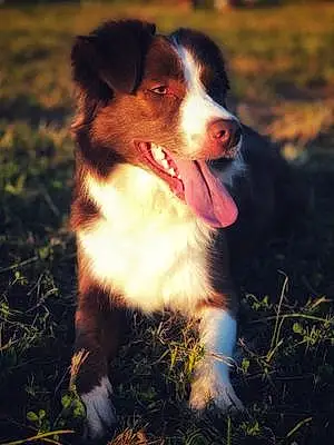 Name Border Collie Dog Gypsy