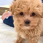 Dog, Carnivore, Dog breed, Companion dog, Toy Dog, Snout, Terrier, Furry friends, Shih-poo, Small Terrier, Dog Clothes, Sky, Yorkipoo, Puppy love, Canidae, Poodle, Poodle Crossbreed, Maltepoo, Non-sporting Group