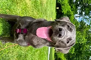 Name Labrador Retriever Dog Benelli