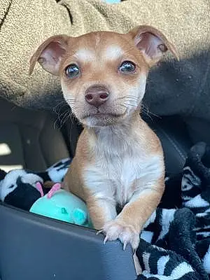 Name Chihuahua Dog Dodger