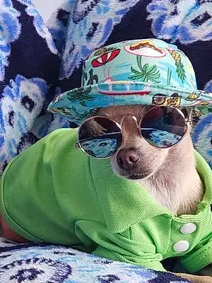 Name Chihuahua Dog Caspian