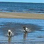Water, Dog, Sky, Beach, Carnivore, Lake, Working Animal, Dog breed, Horizon, Wind Wave, Seabird, Ocean, Wetland, Wave, Reflection, Recreation